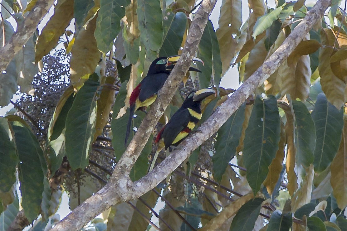 Many-banded Aracari - ML269190041