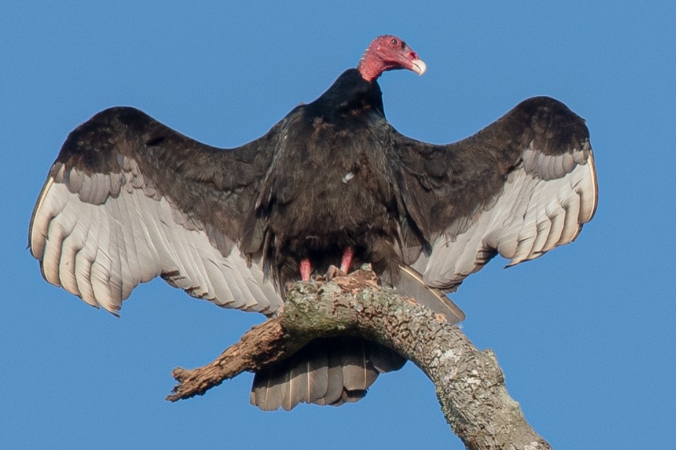 Turkey Vulture - ML269191061