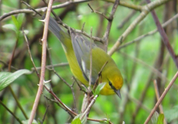 Blauflügel-Waldsänger - ML26919111