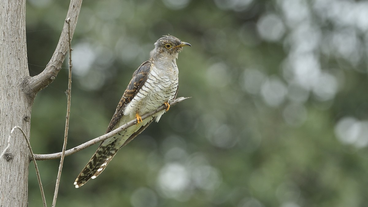 Common Cuckoo - ML269191141