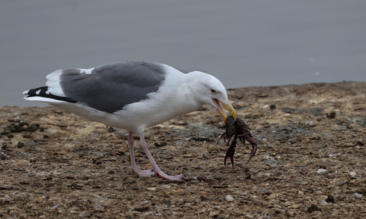 Western Gull - ML269193721