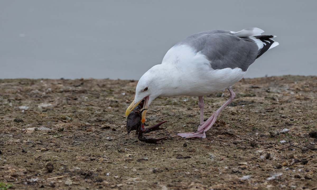 Western Gull - ML269193731