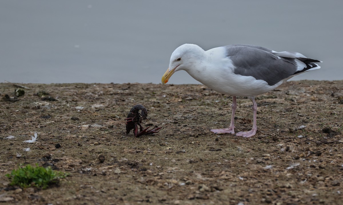 Western Gull - Paul Fenwick