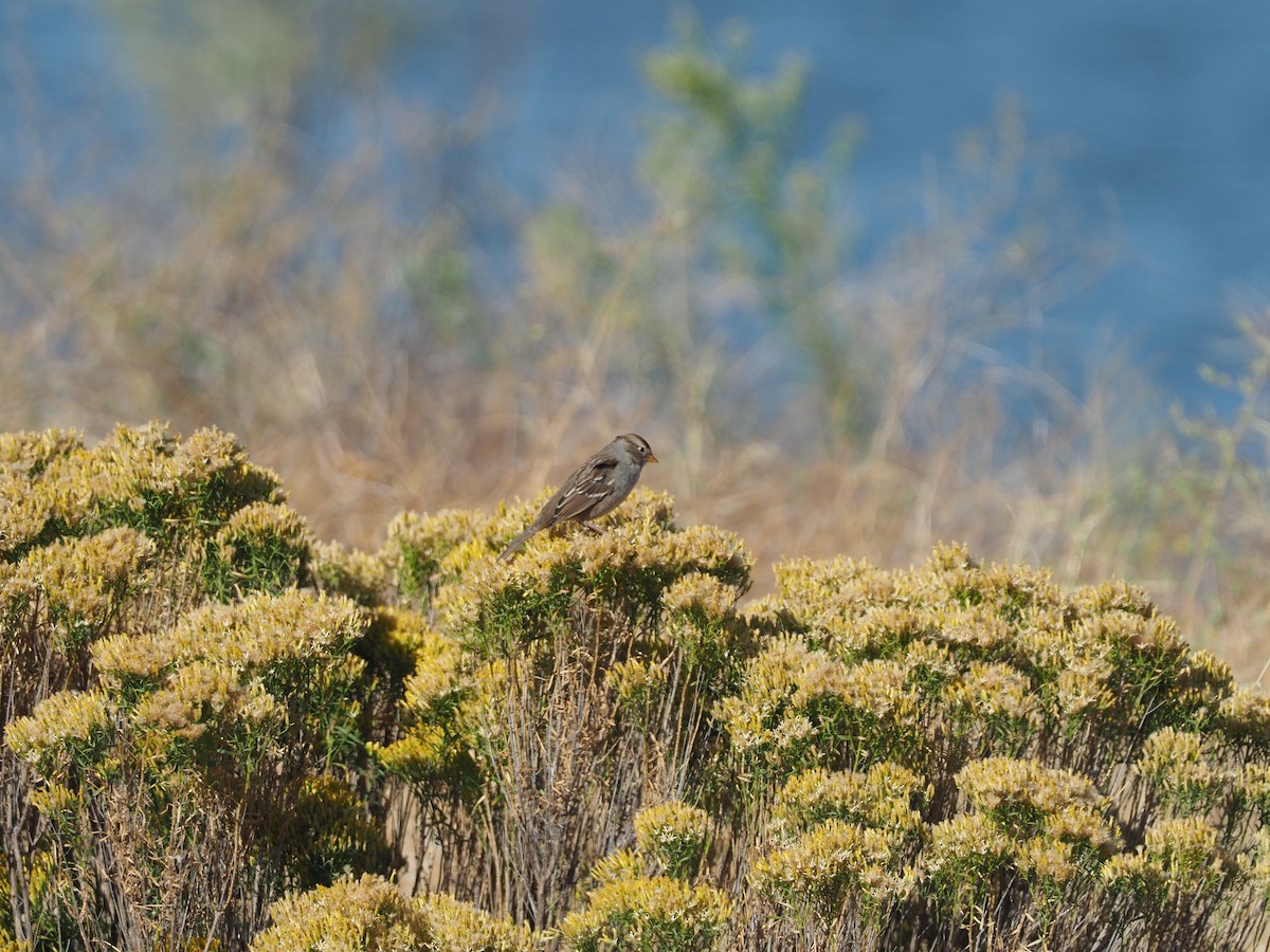 White-crowned Sparrow (Gambel's) - ML269193891