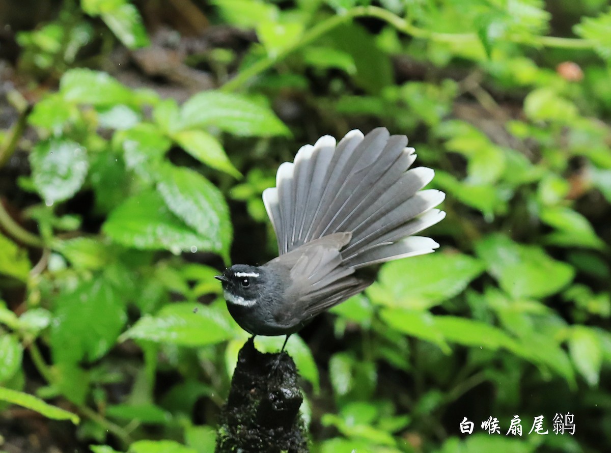 White-throated Fantail - ML269194501