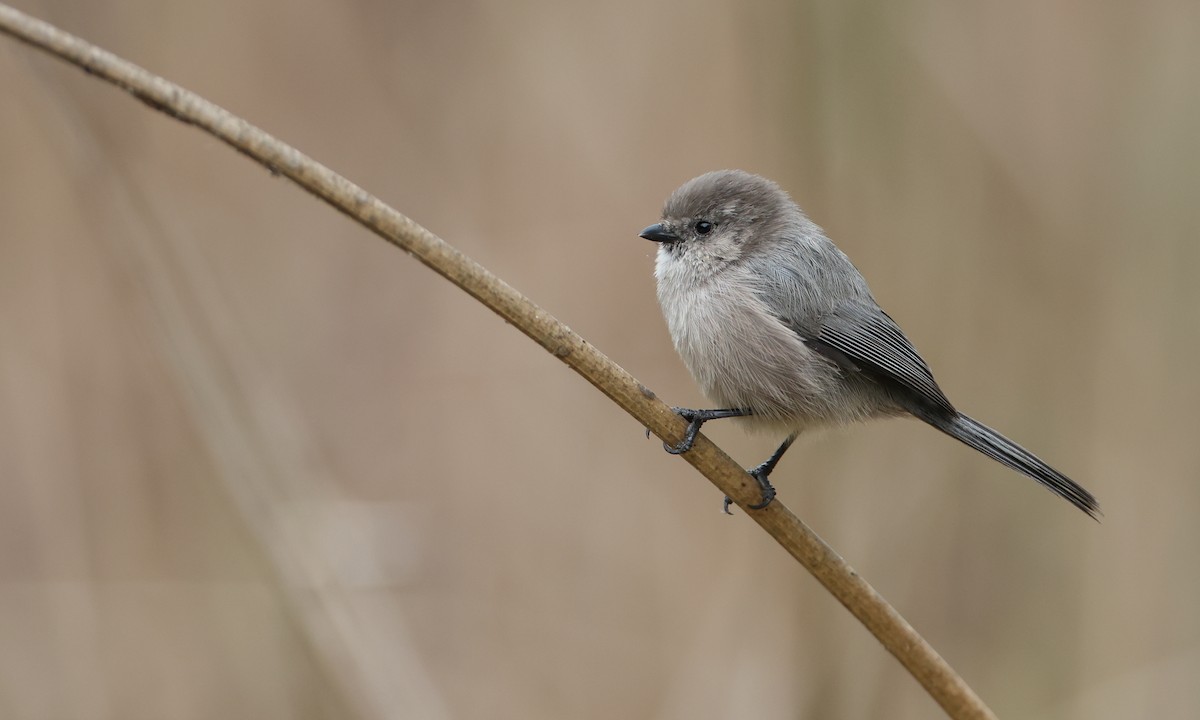 Bushtit (Pacific) - Paul Fenwick