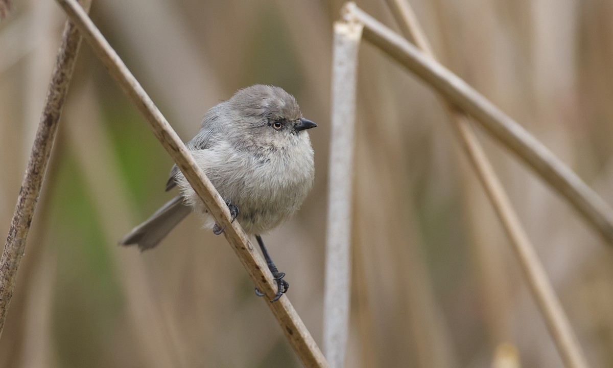 Bushtit (Pacific) - ML269194711