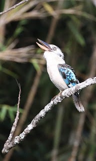 Blue-winged Kookaburra - ML269195021