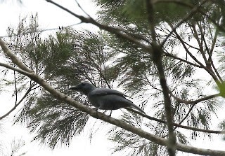 Stout-billed Cuckooshrike - ML269195301