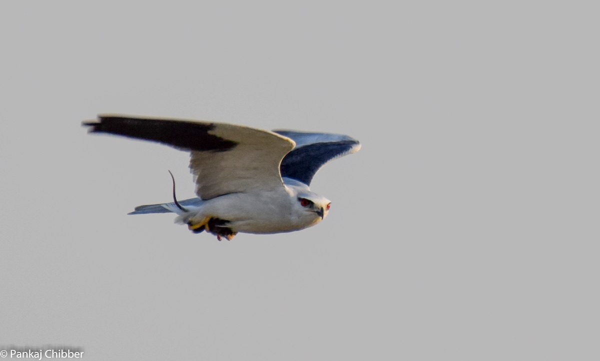 Black-winged Kite - ML269195501
