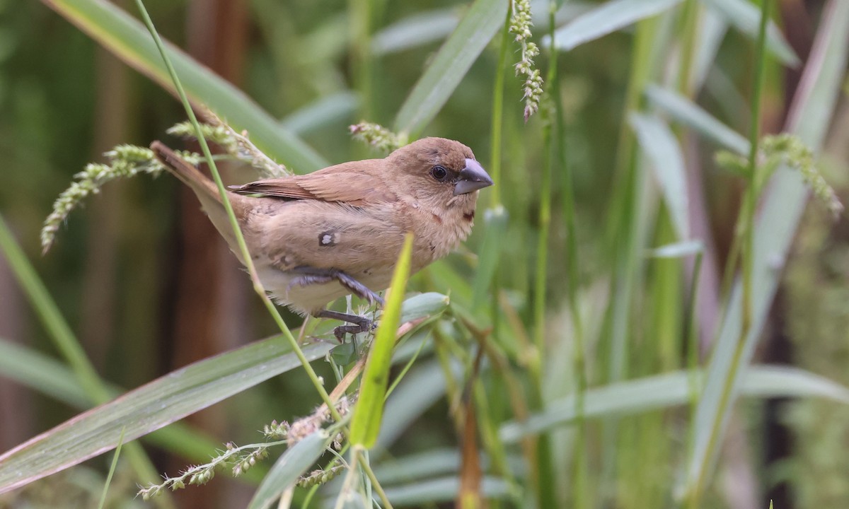 Scaly-breasted Munia - ML269195791