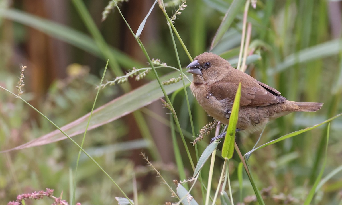 Scaly-breasted Munia - ML269195801