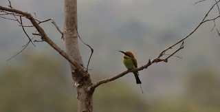 Rainbow Bee-eater - Steve James