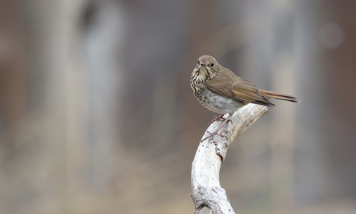 Hermit Thrush (guttatus Group) - ML269196261