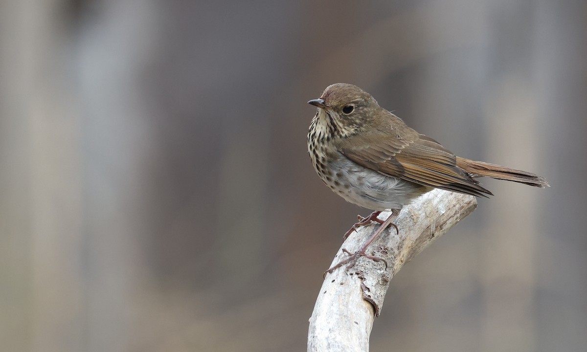 Hermit Thrush (guttatus Group) - ML269196271