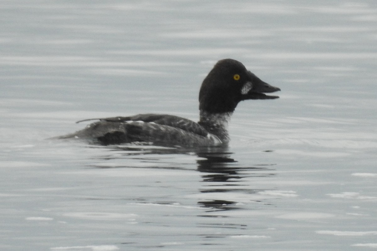 Common Goldeneye - ML26919841