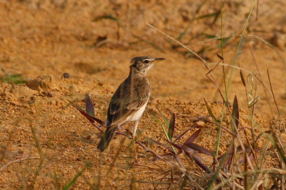 Long-legged Pipit - ML269199971