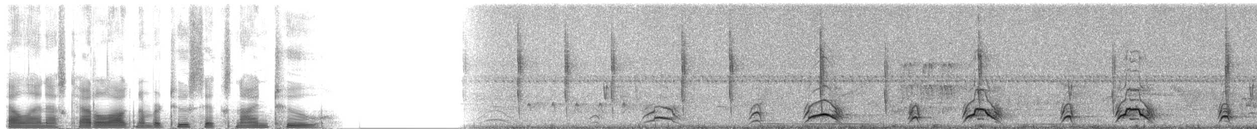 Elegant Quail - ML2692