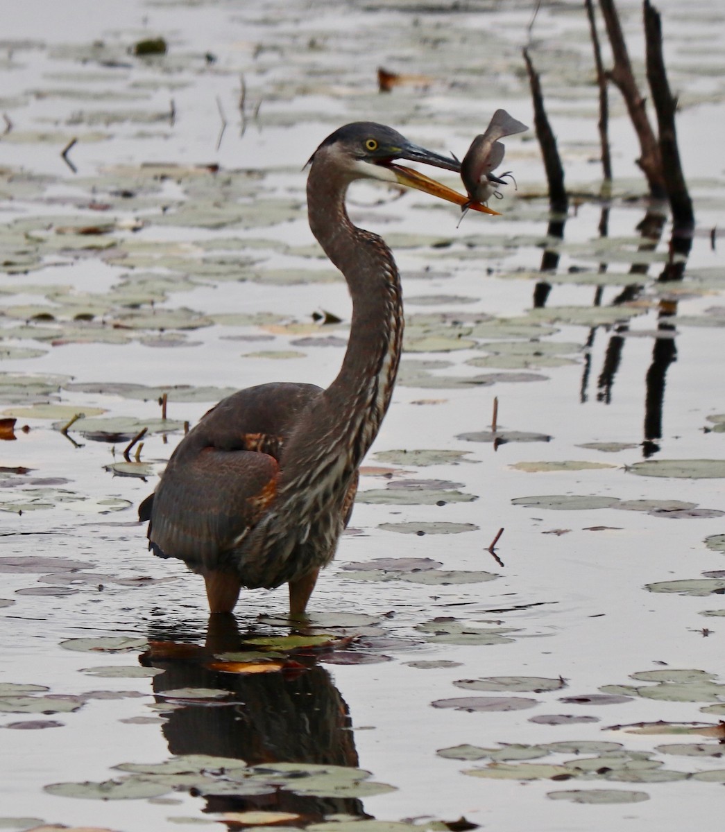 eBird Checklist - 6 Oct 2020 - Pickering Ponds, Rochester - 44 species