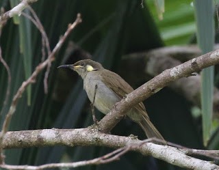 Mottled Honeyeater - Steve James