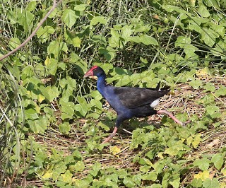 Australasian Swamphen - ML269202931