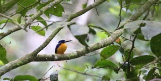 Papuan Dwarf-Kingfisher - Steve James