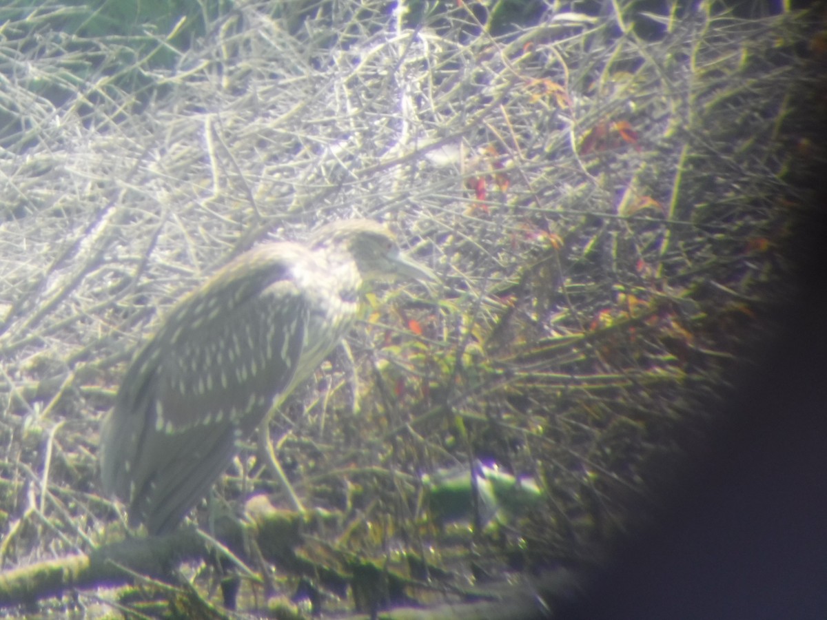 Black-crowned Night Heron - ML269205061