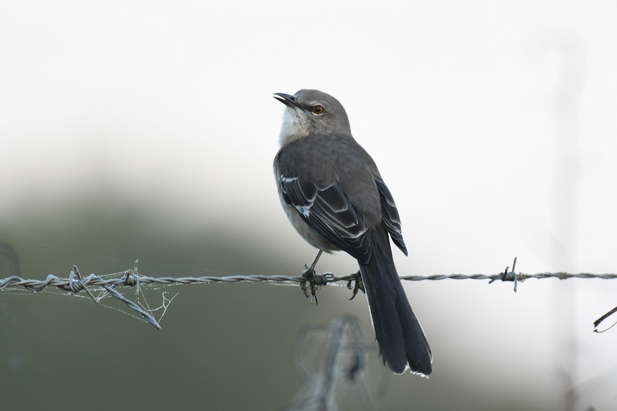 Northern Mockingbird - ML269205111