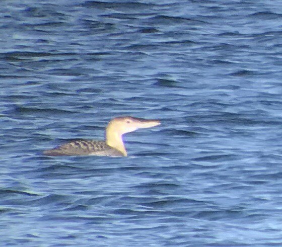 Yellow-billed Loon - ML269205601
