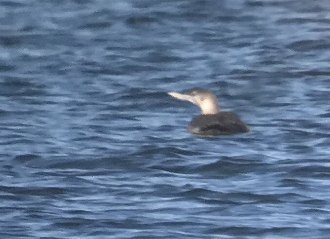Yellow-billed Loon - ML269205611