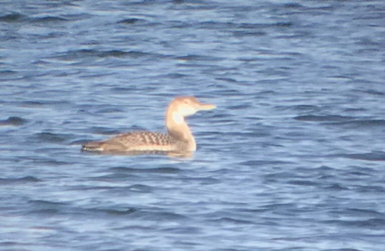 Yellow-billed Loon - ML269205621