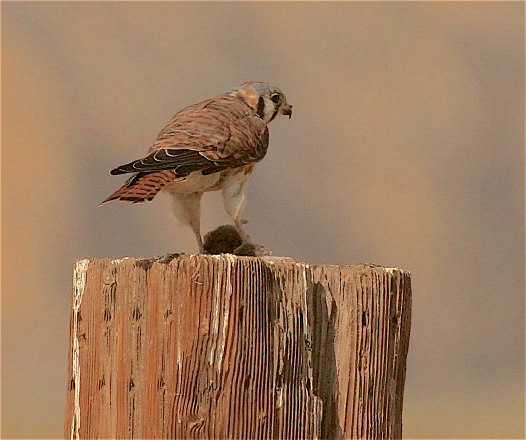 American Kestrel - ML269205711