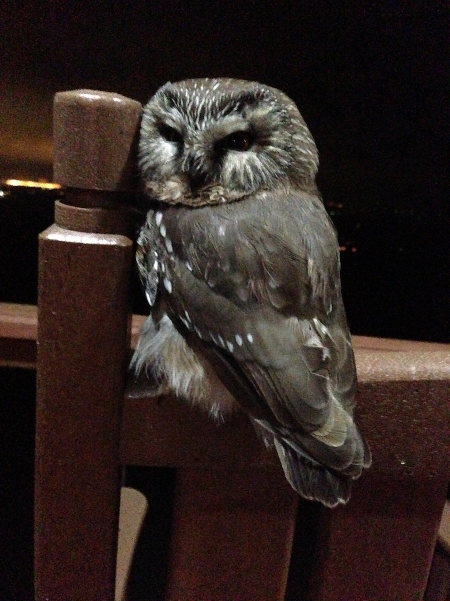 Northern Saw-whet Owl - ML269206121