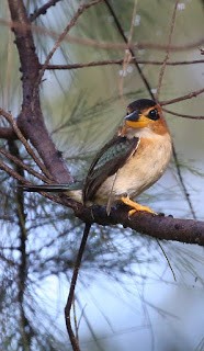 Mountain Kingfisher - ML269206301