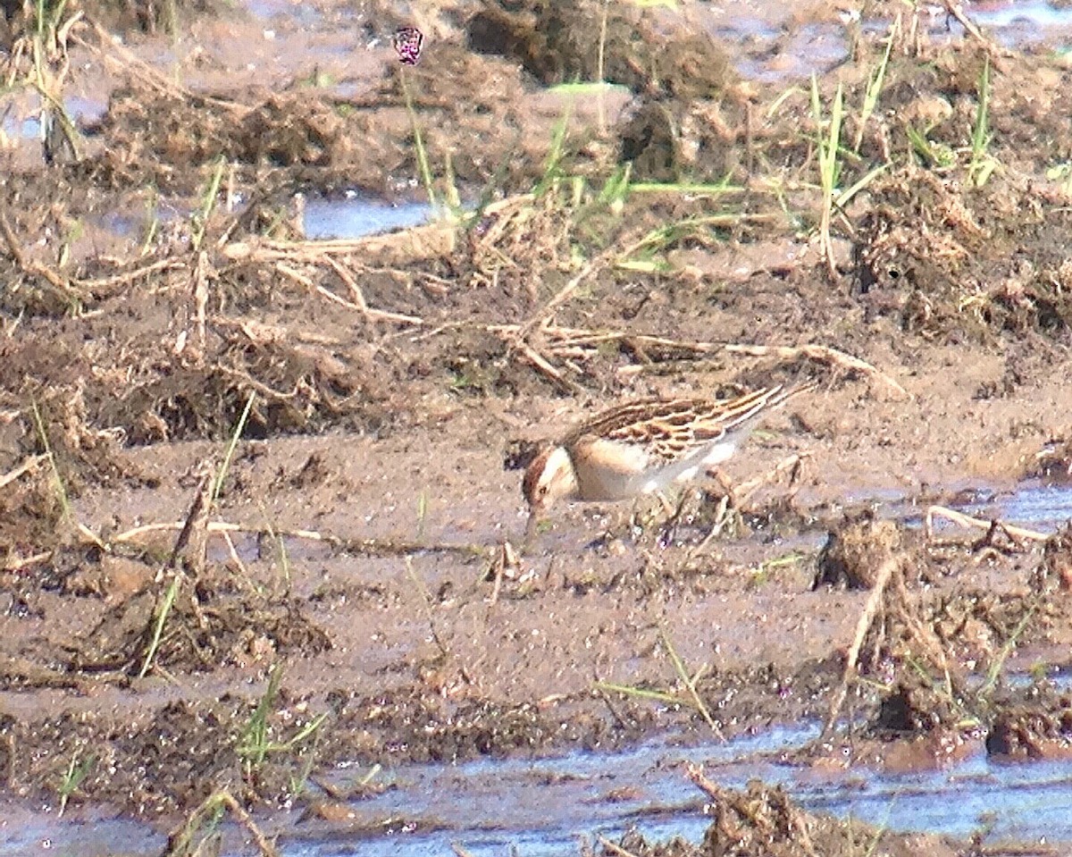 Sharp-tailed Sandpiper - ML269206341