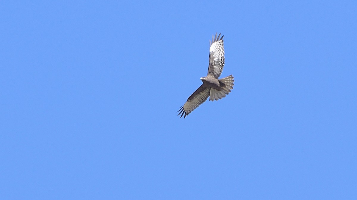 Eastern Buzzard - ML269207141