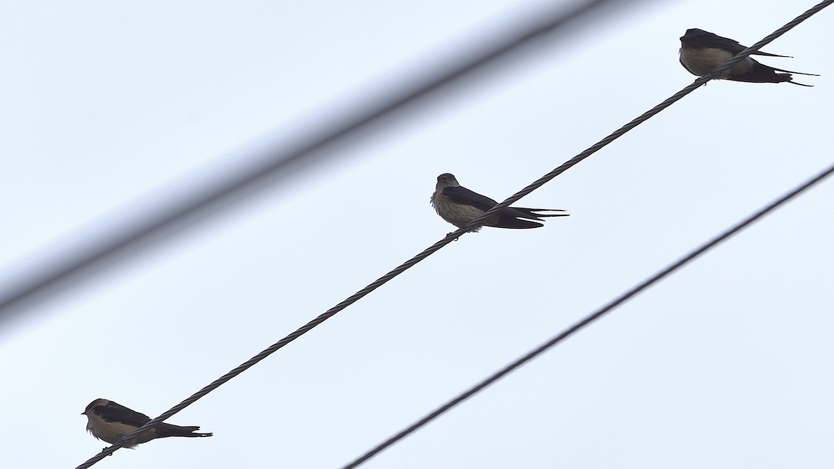 Red-rumped Swallow - ML269207551