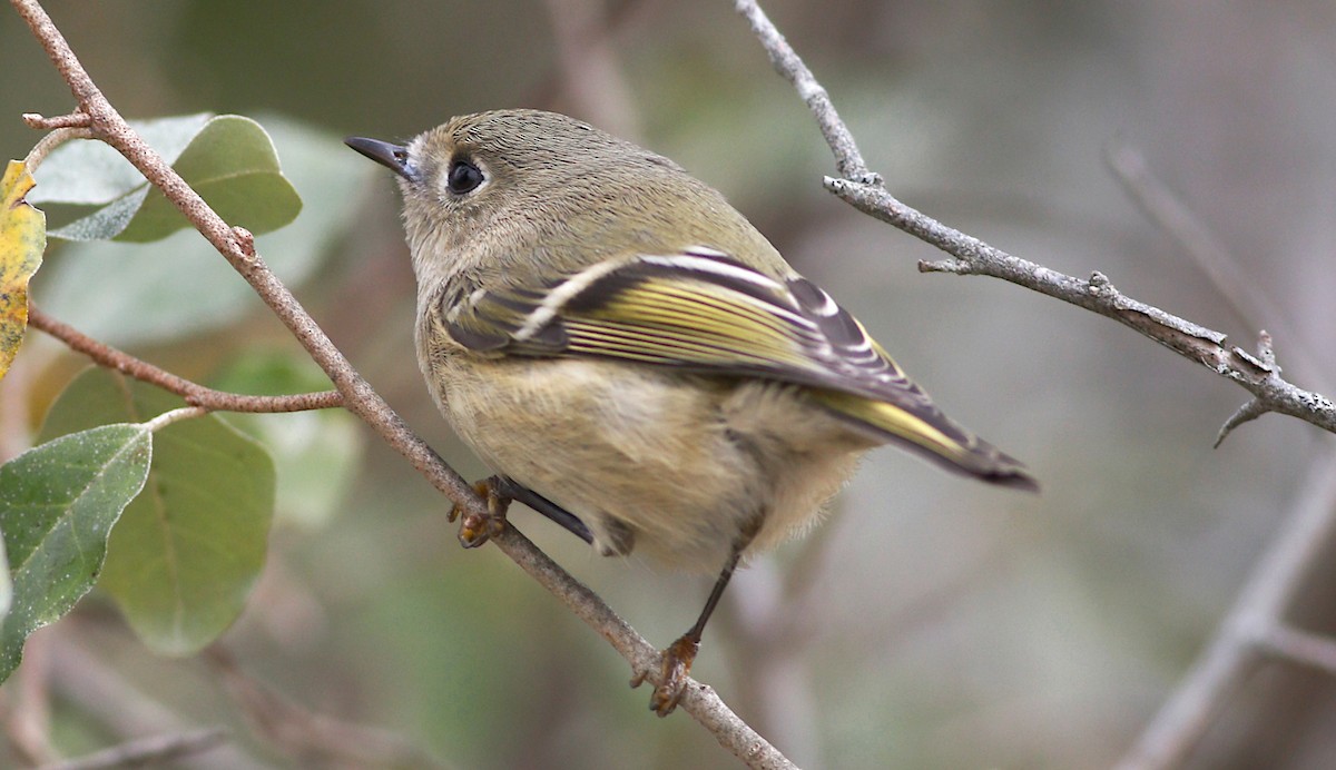 Ruby-crowned Kinglet - ML269208161