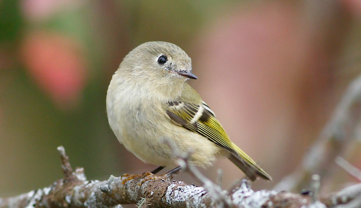 Ruby-crowned Kinglet - ML269208181