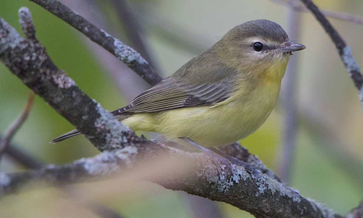 Philadelphia Vireo - ML269208281