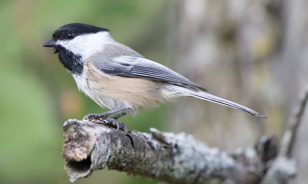 Black-capped Chickadee - ML269208331