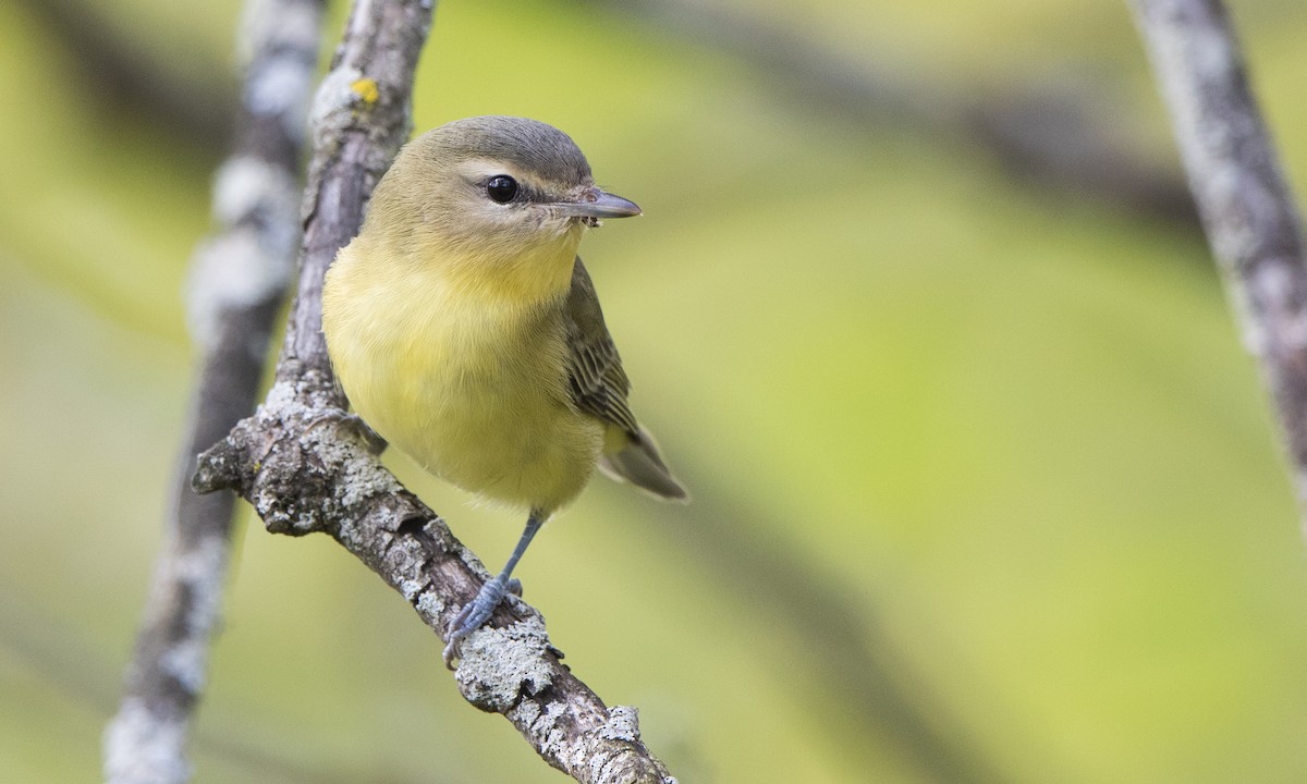 Philadelphia Vireo - ML269208341