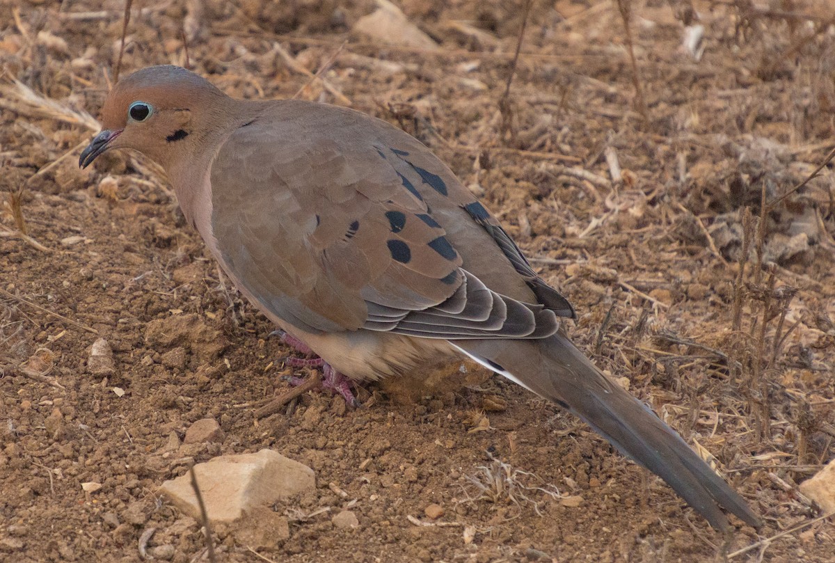 Mourning Dove - ML269208611