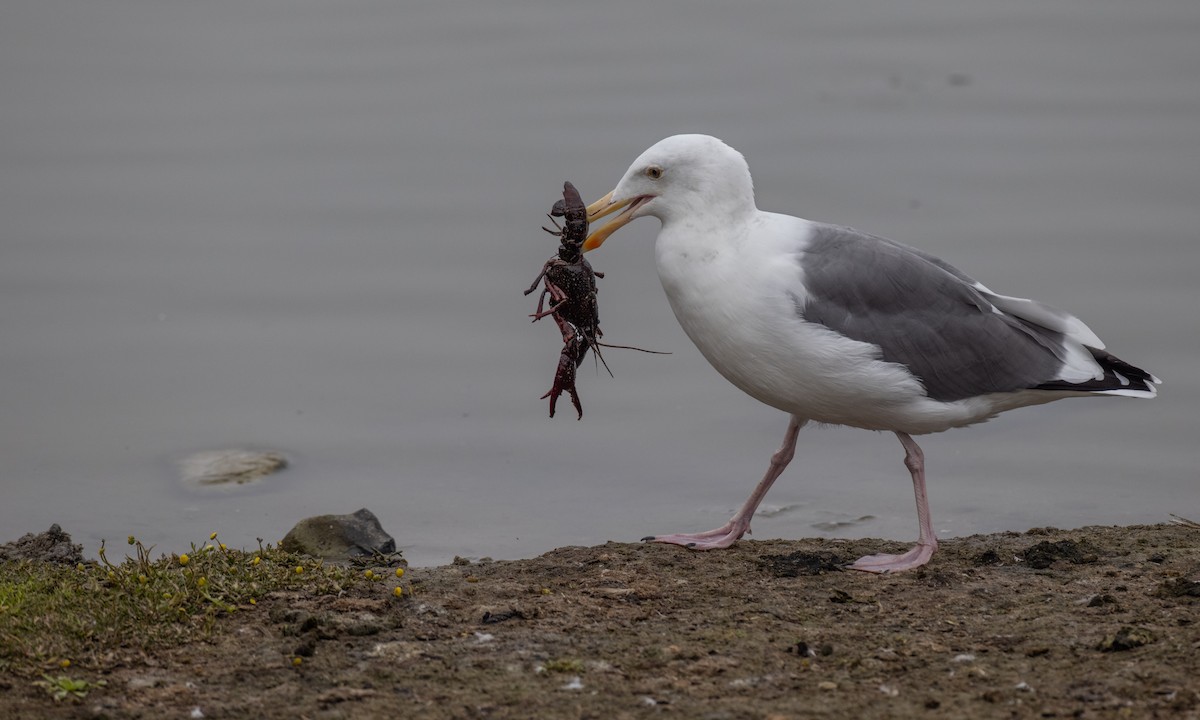 Western Gull - Paul Fenwick