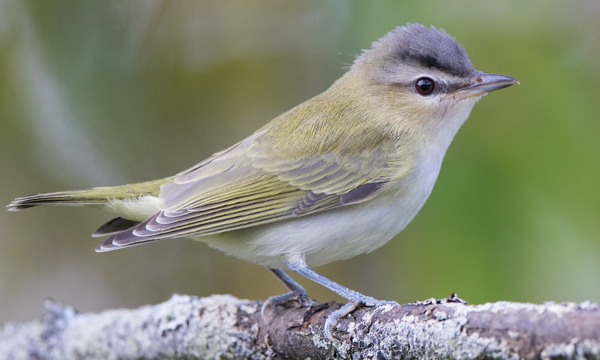 Red-eyed Vireo - ML269209231