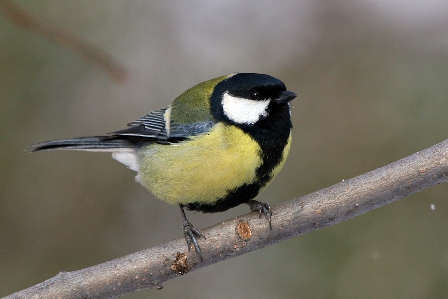 Great Tit (Great) - ML269209761