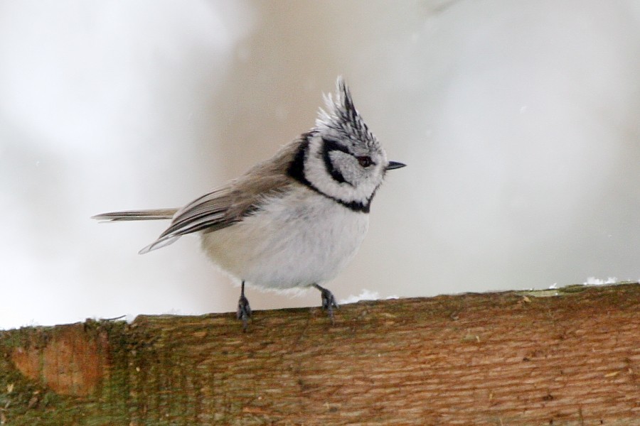 Crested Tit - ML269210011