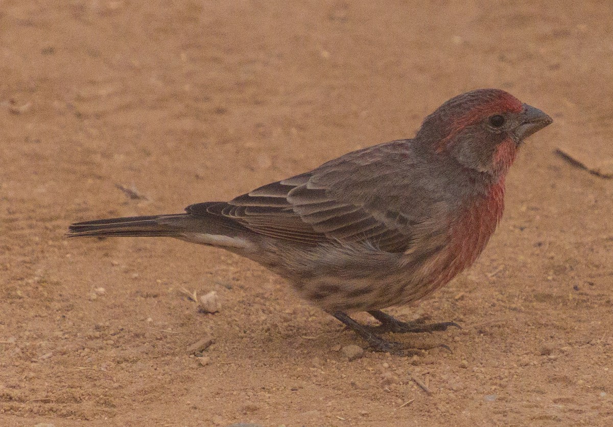 House Finch - ML269210401