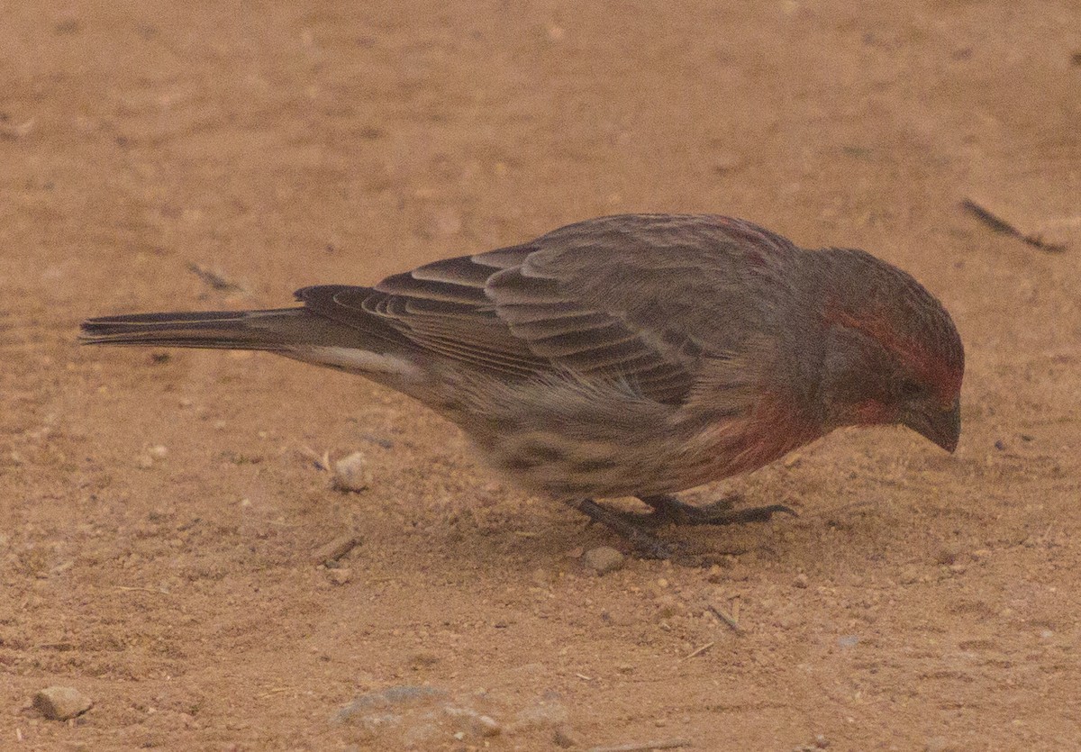 House Finch - ML269210451