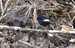 White-winged Robin - ML269211471